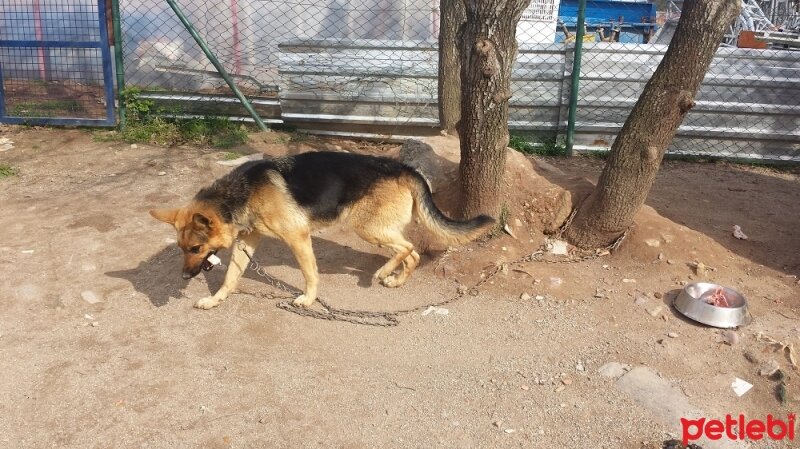 Alman Çoban Köpeği, Köpek  afrıka fotoğrafı