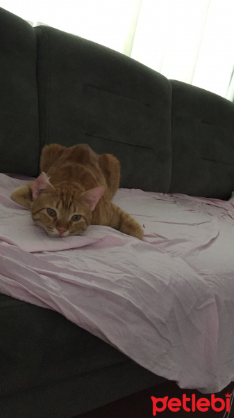 Tekir Kedi, Kedi  Sushi fotoğrafı