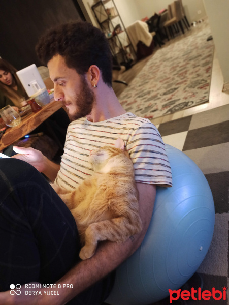 Tekir Kedi, Kedi  Sushi fotoğrafı