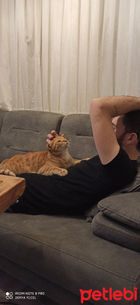 Tekir Kedi, Kedi  Sushi fotoğrafı