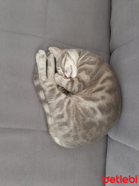 Tekir Kedi, Kedi  Duman fotoğrafı