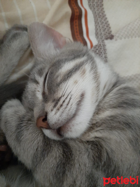 Tekir Kedi, Kedi  Duman fotoğrafı