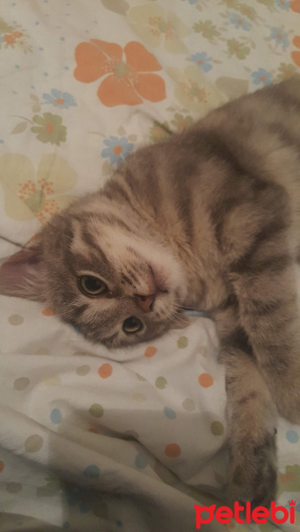 Tekir Kedi, Kedi  Duman fotoğrafı