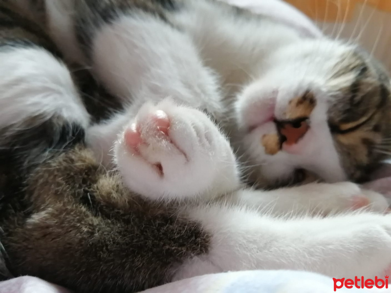 Tekir Kedi, Kedi  TOPAÇ fotoğrafı