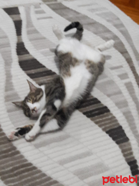 Tekir Kedi, Kedi  TOPAÇ fotoğrafı