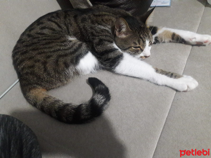 Tekir Kedi, Kedi  TOPAÇ fotoğrafı