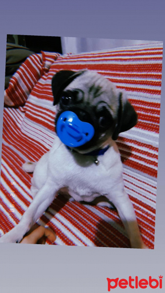 Pug, Köpek  Tobby fotoğrafı