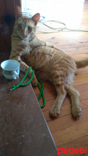 Sarman, Kedi  Dali fotoğrafı