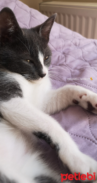 Tekir Kedi, Kedi  Çakır fotoğrafı