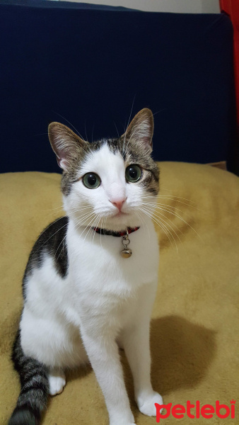 Tekir Kedi, Kedi  Leo MİA fotoğrafı