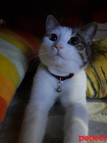 Tekir Kedi, Kedi  Leo MİA fotoğrafı