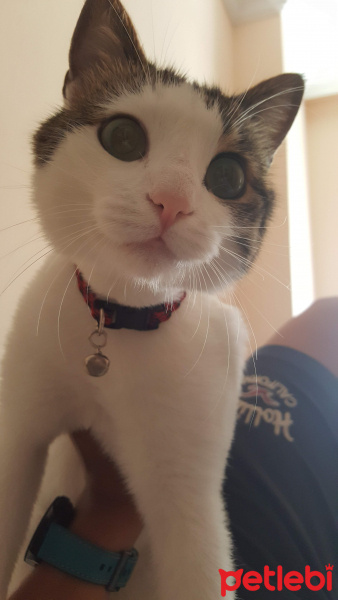 Tekir Kedi, Kedi  Leo MİA fotoğrafı