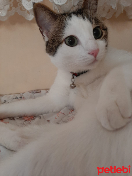 Tekir Kedi, Kedi  Leo MİA fotoğrafı