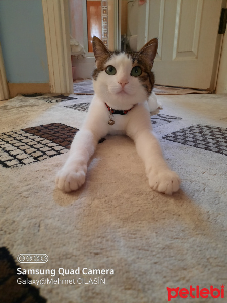 Tekir Kedi, Kedi  Leo MİA fotoğrafı