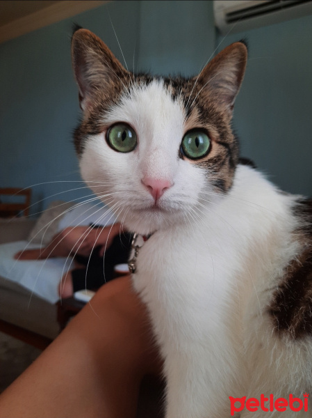 Tekir Kedi, Kedi  Leo MİA fotoğrafı