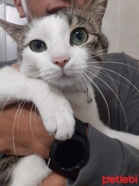 Tekir Kedi, Kedi  Leo MİA fotoğrafı