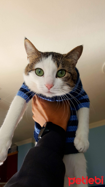 Tekir Kedi, Kedi  Leo MİA fotoğrafı