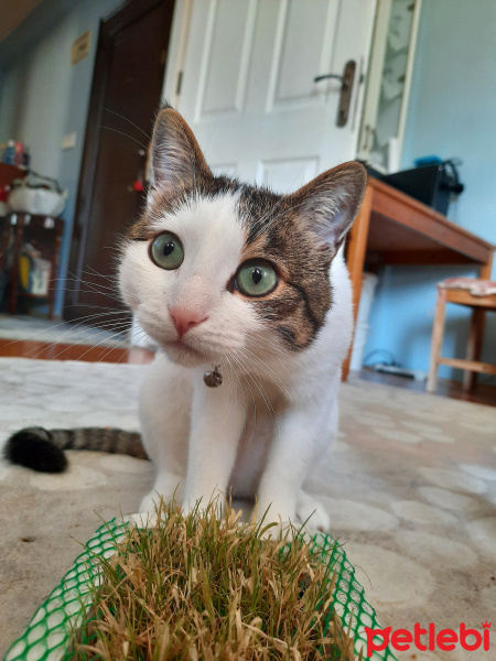 Tekir Kedi, Kedi  Leo MİA fotoğrafı