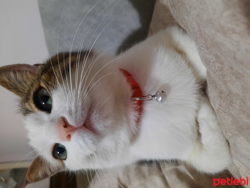 Tekir Kedi, Kedi  Leo MİA fotoğrafı