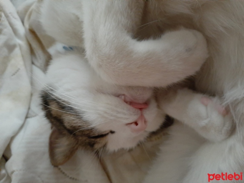 Tekir Kedi, Kedi  Leo MİA fotoğrafı