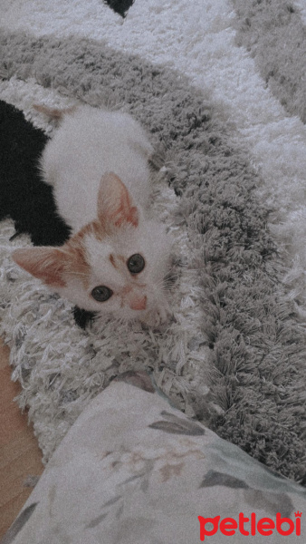 Sarman, Kedi  Badem fotoğrafı