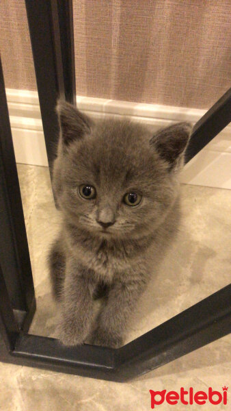 British Shorthair, Kedi  Şila fotoğrafı