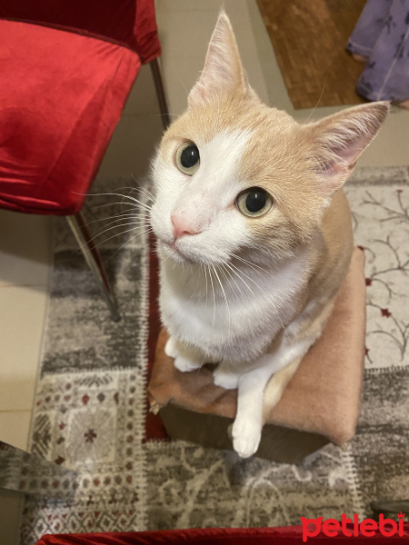 Sarman, Kedi  Cesur fotoğrafı