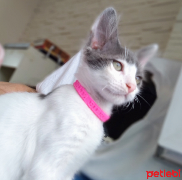Tekir Kedi, Kedi  Pamuk fotoğrafı