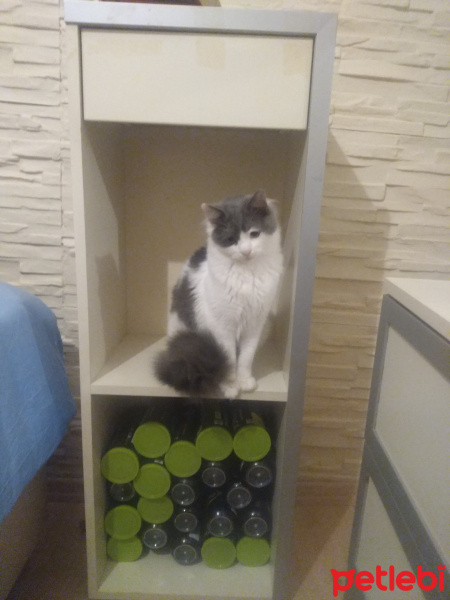 Tekir Kedi, Kedi  Pamuk fotoğrafı