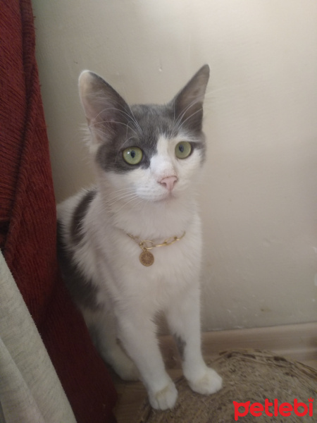 Tekir Kedi, Kedi  Pamuk fotoğrafı