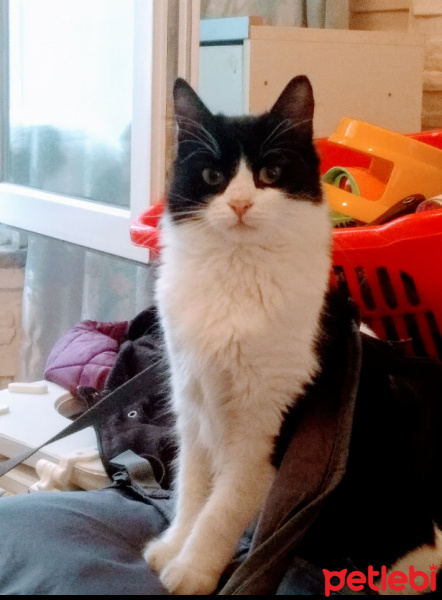 Tekir Kedi, Kedi  Huysuz fotoğrafı