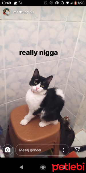 Tekir Kedi, Kedi  Huysuz fotoğrafı