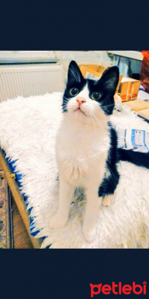 Tekir Kedi, Kedi  Huysuz fotoğrafı
