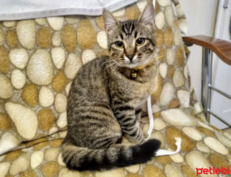 Tekir Kedi, Kedi  Boncuk fotoğrafı