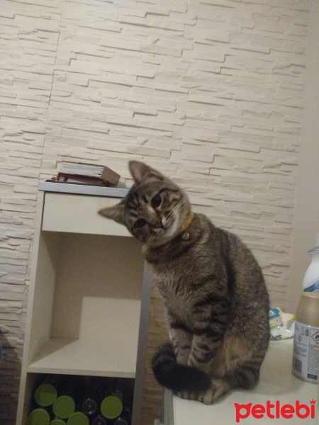 Tekir Kedi, Kedi  Boncuk fotoğrafı
