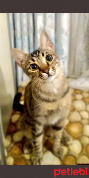Tekir Kedi, Kedi  Boncuk fotoğrafı