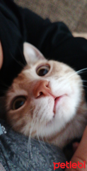 Sarman, Kedi  Aurora fotoğrafı