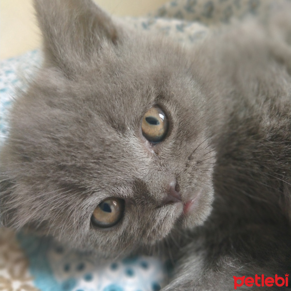 British Shorthair, Kedi  Ananas fotoğrafı