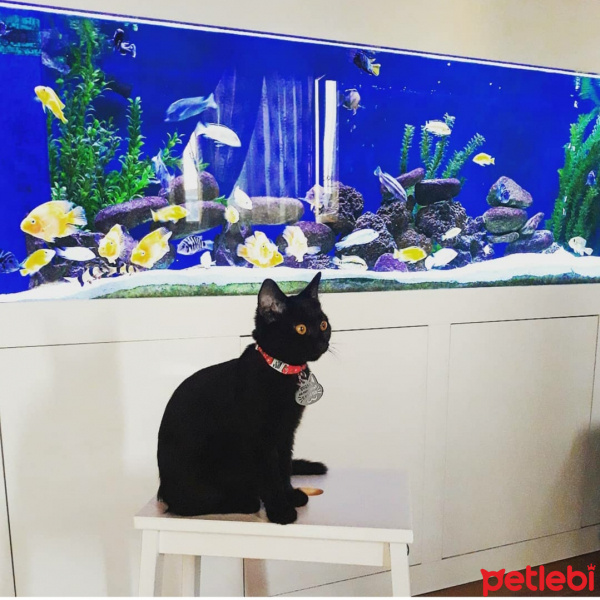 Bombay, Kedi  Kadife fotoğrafı