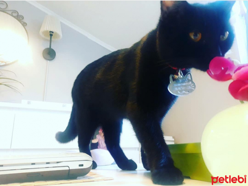 Bombay, Kedi  Kadife fotoğrafı