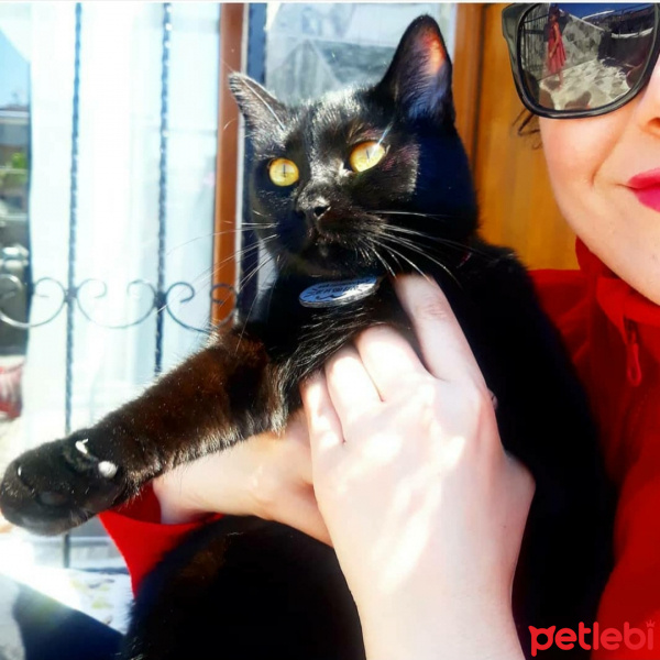 Bombay, Kedi  Kadife fotoğrafı