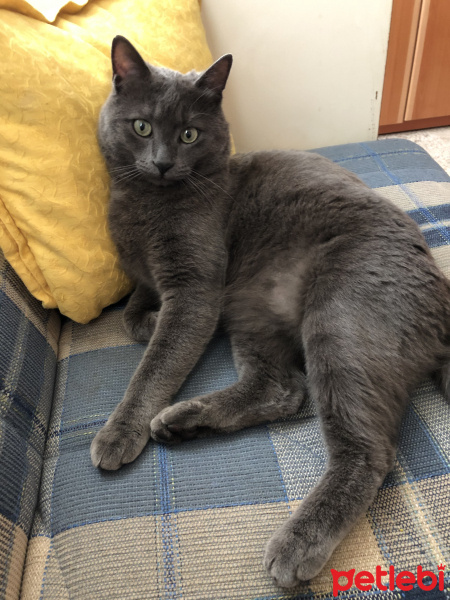 Mavi Rus, Kedi  Tobi fotoğrafı