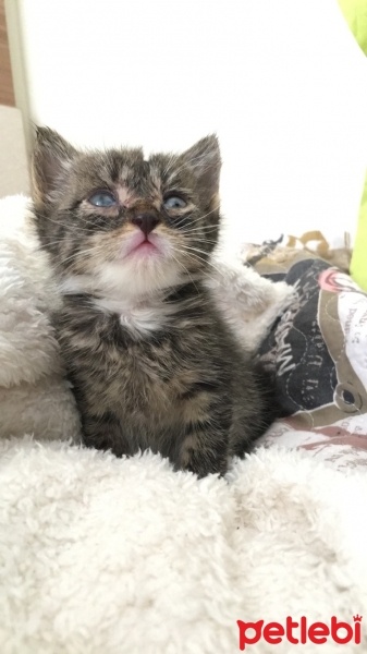 Tekir Kedi, Kedi  Şans fotoğrafı