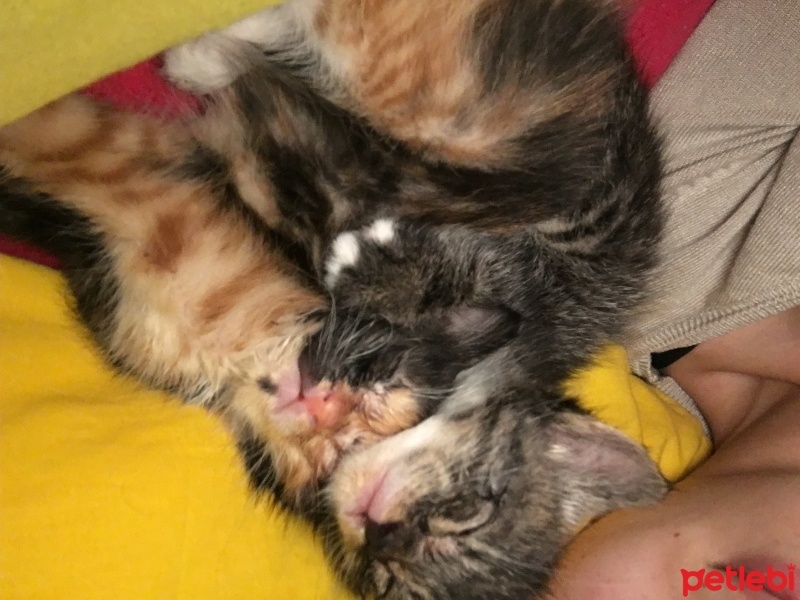 Tekir Kedi, Kedi  Şans fotoğrafı