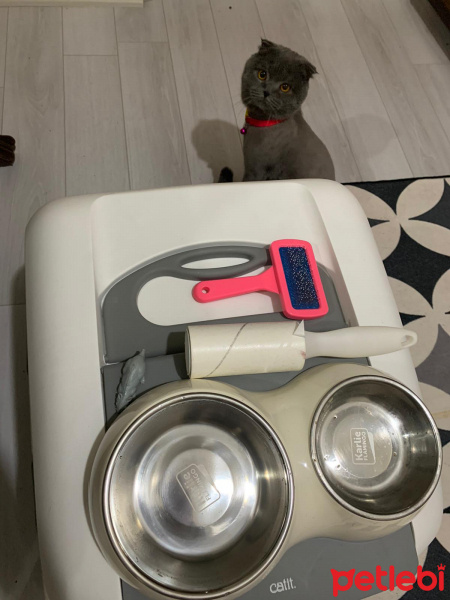 Scottish Fold, Kedi  Oscar fotoğrafı