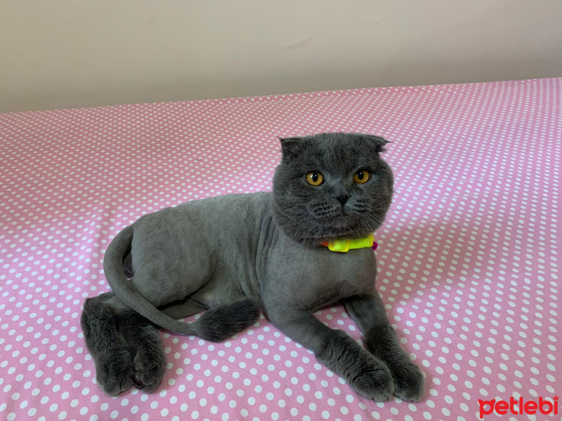 Scottish Fold, Kedi  Oscar fotoğrafı