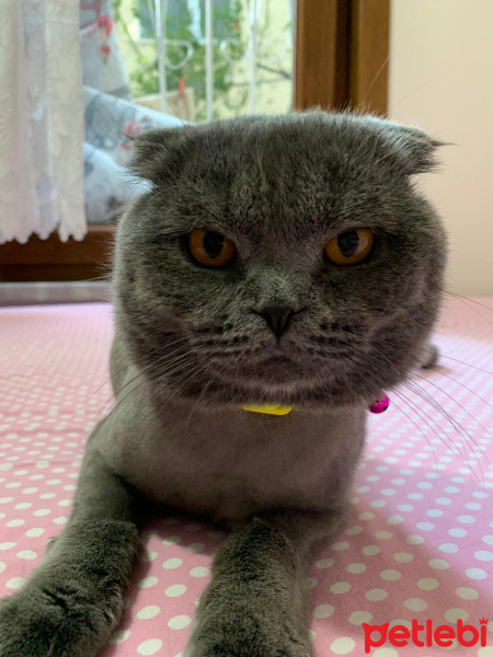 Scottish Fold, Kedi  Oscar fotoğrafı