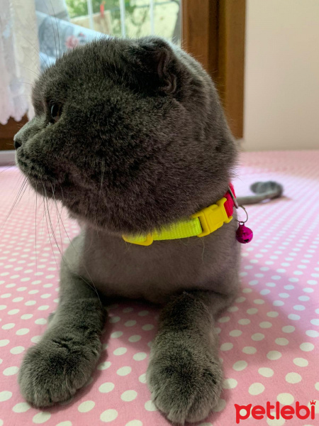 Scottish Fold, Kedi  Oscar fotoğrafı