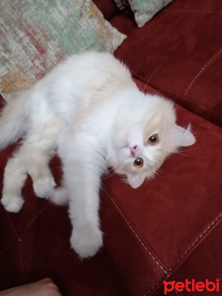 İran Kedisi (Persian), Kedi  Yumak fotoğrafı