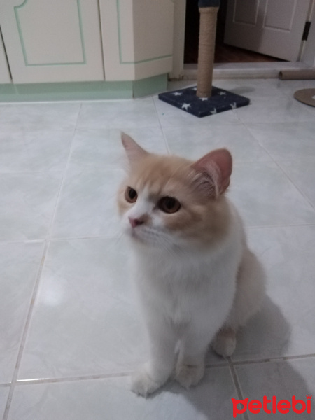 İran Kedisi (Persian), Kedi  Yumak fotoğrafı